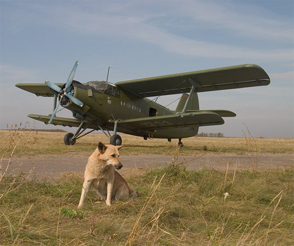 Собака самолет