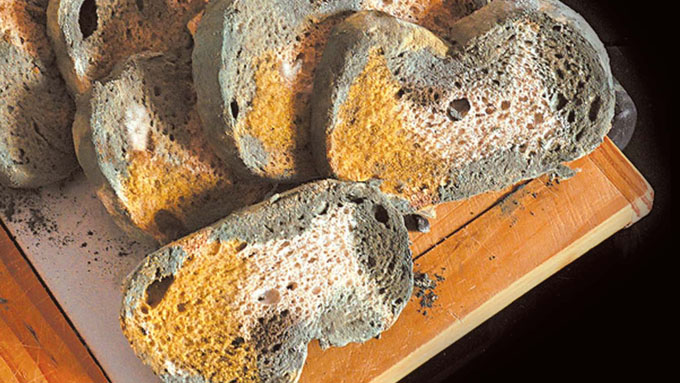 Как сделать плесень на хлебе за 1 ночь
